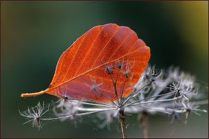 4313419 Wiltrud Doerk