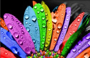 946639_446621225437038_1214460908_n